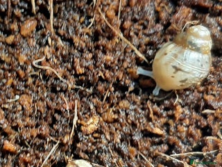 Snails invertebrates - Advert 7
