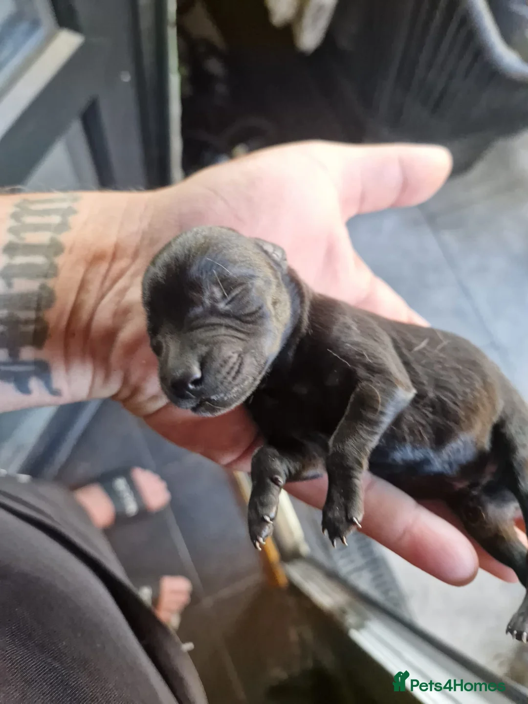 Mixed Breed dogs for sale: Staffrador in Accrington - Advert 2