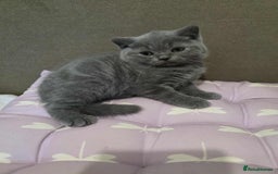 British Shorthair cats for sale: Beautiful BSH Kittens from the champion lines - Image 7