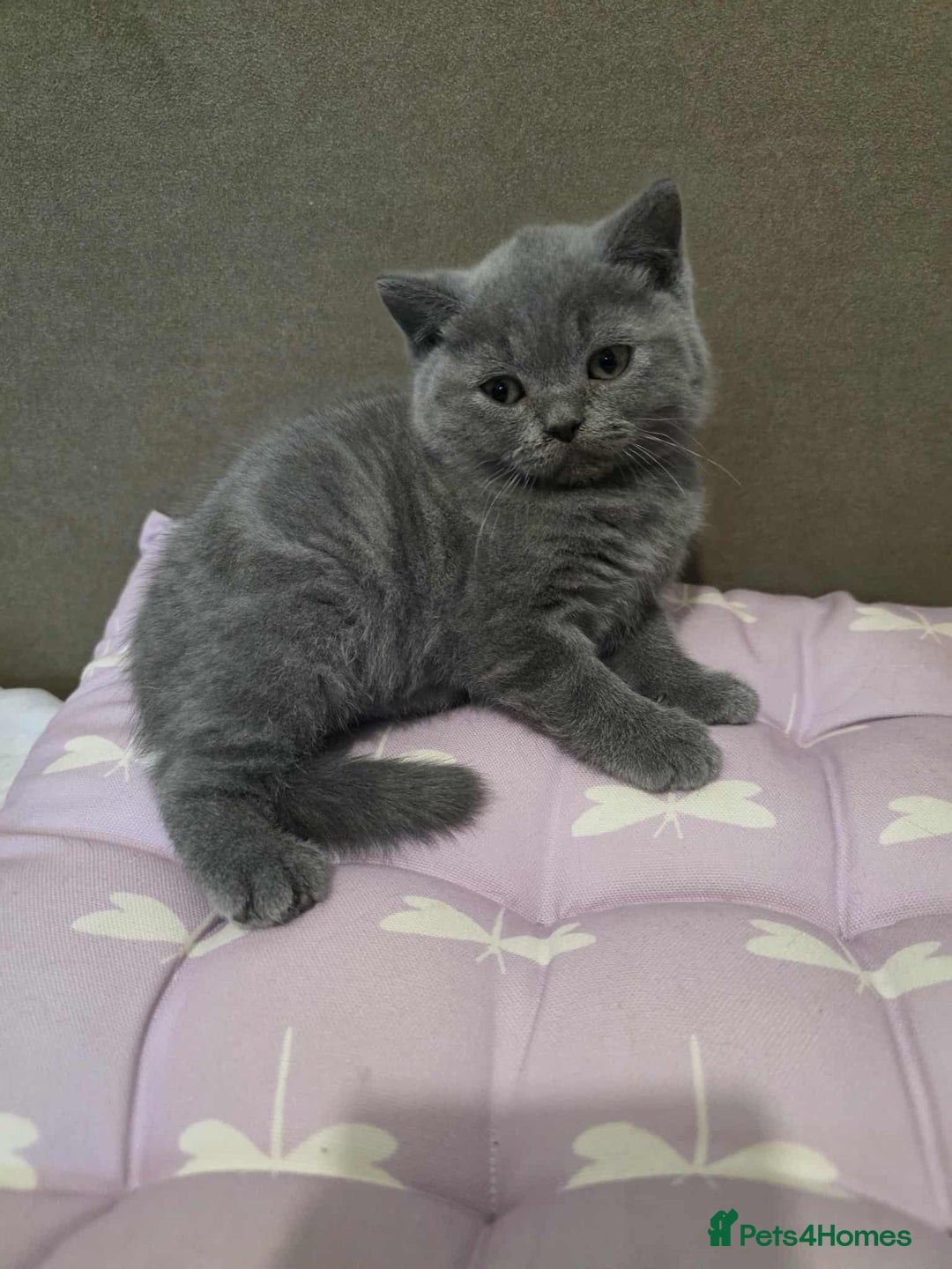 British Shorthair cats for sale: Beautiful BSH Kittens from the champion lines - Image 7