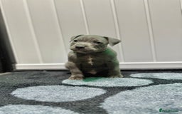 Staffordshire Bull Terrier dogs for sale: Blue Staffordshire Bull Terrier Champion Pups  - Image 5