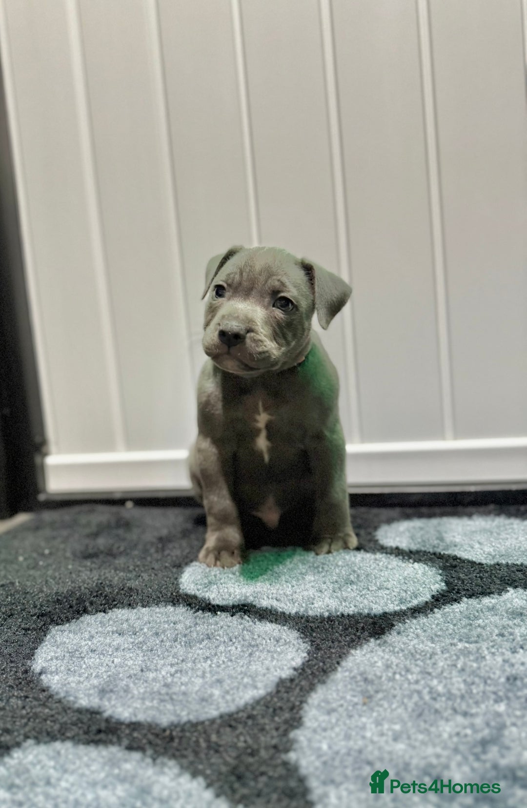 Staffordshire Bull Terrier dogs for sale: Blue Staffordshire Bull Terrier Champion Pups  - Image 5