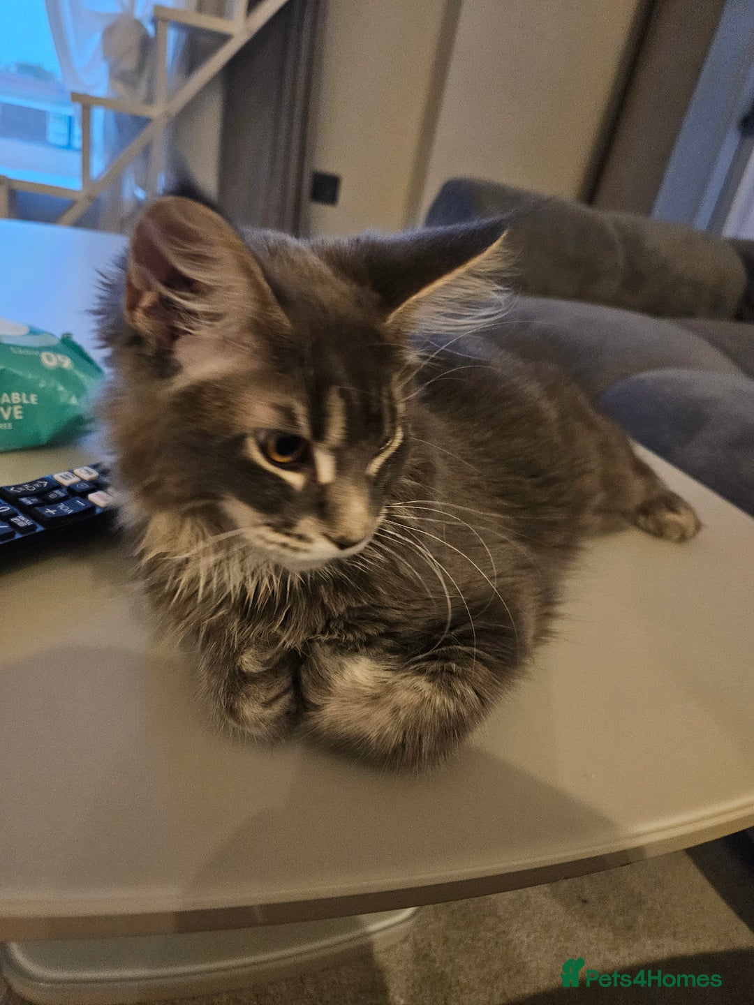 Maine Coon cats for sale: Maine coon pure breed - Image 2