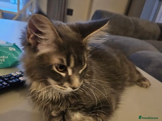 Maine Coon cats Maine coon pure breed - Advert 11