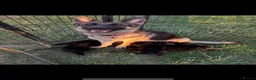 German Shepherd dogs for sale: German Shepherd Puppies For Sale - Advert 8