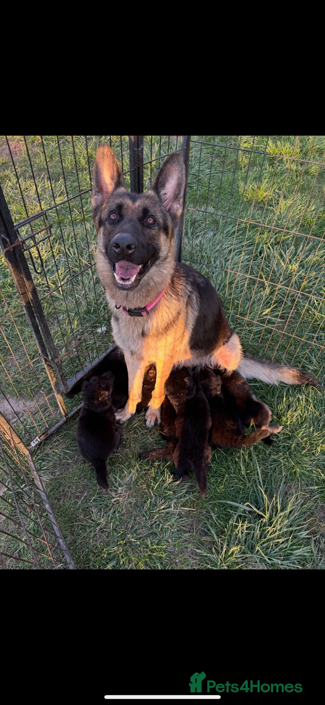 German Shepherd dogs for sale: German Shepherd Puppies For Sale - Advert 8