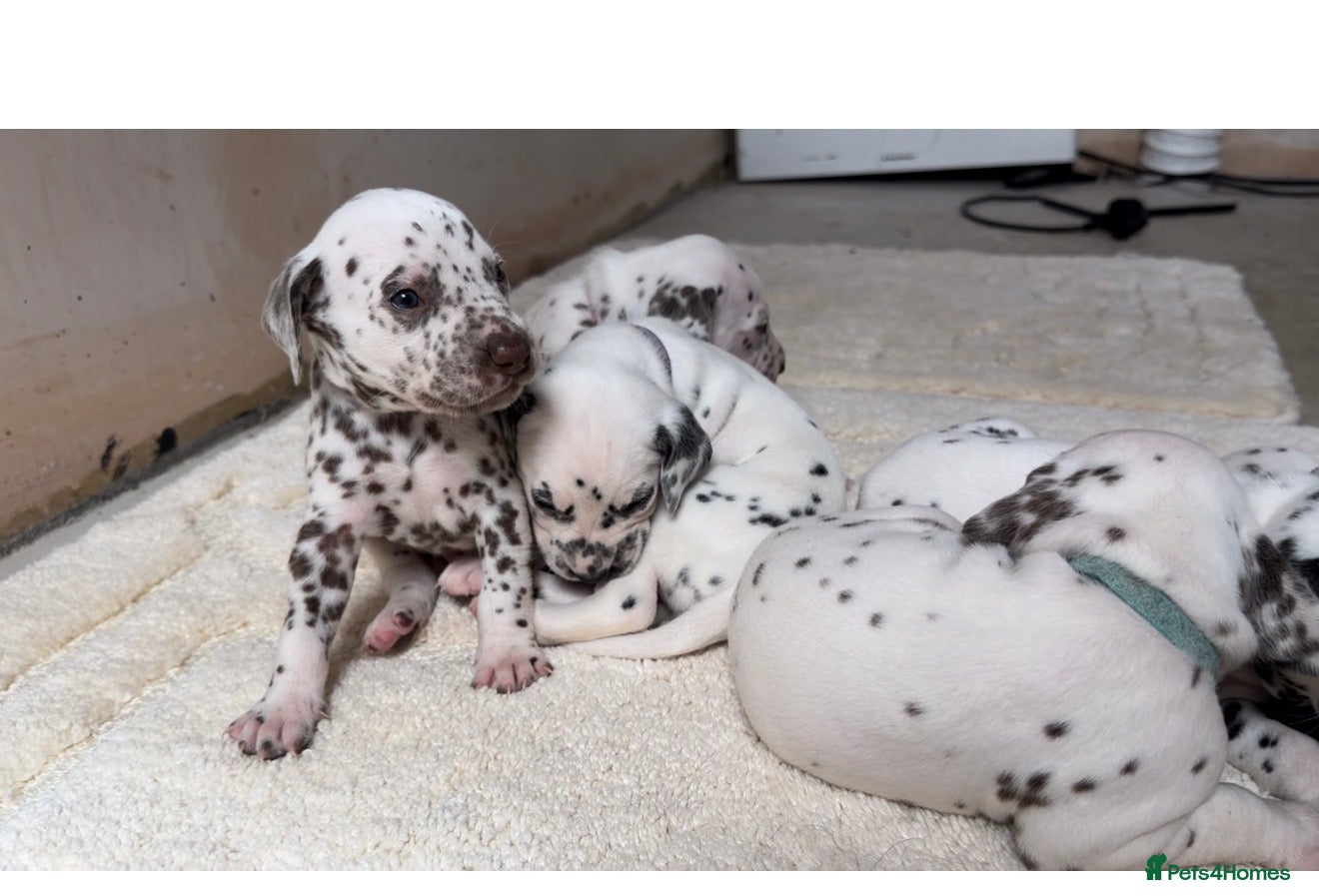 Dalmatian dogs 🐾🏆Dalmatian puppies🏆🐾 - Advert 6