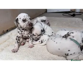 Dalmatian dogs 🐾🏆Dalmatian puppies🏆🐾 - Advert 5