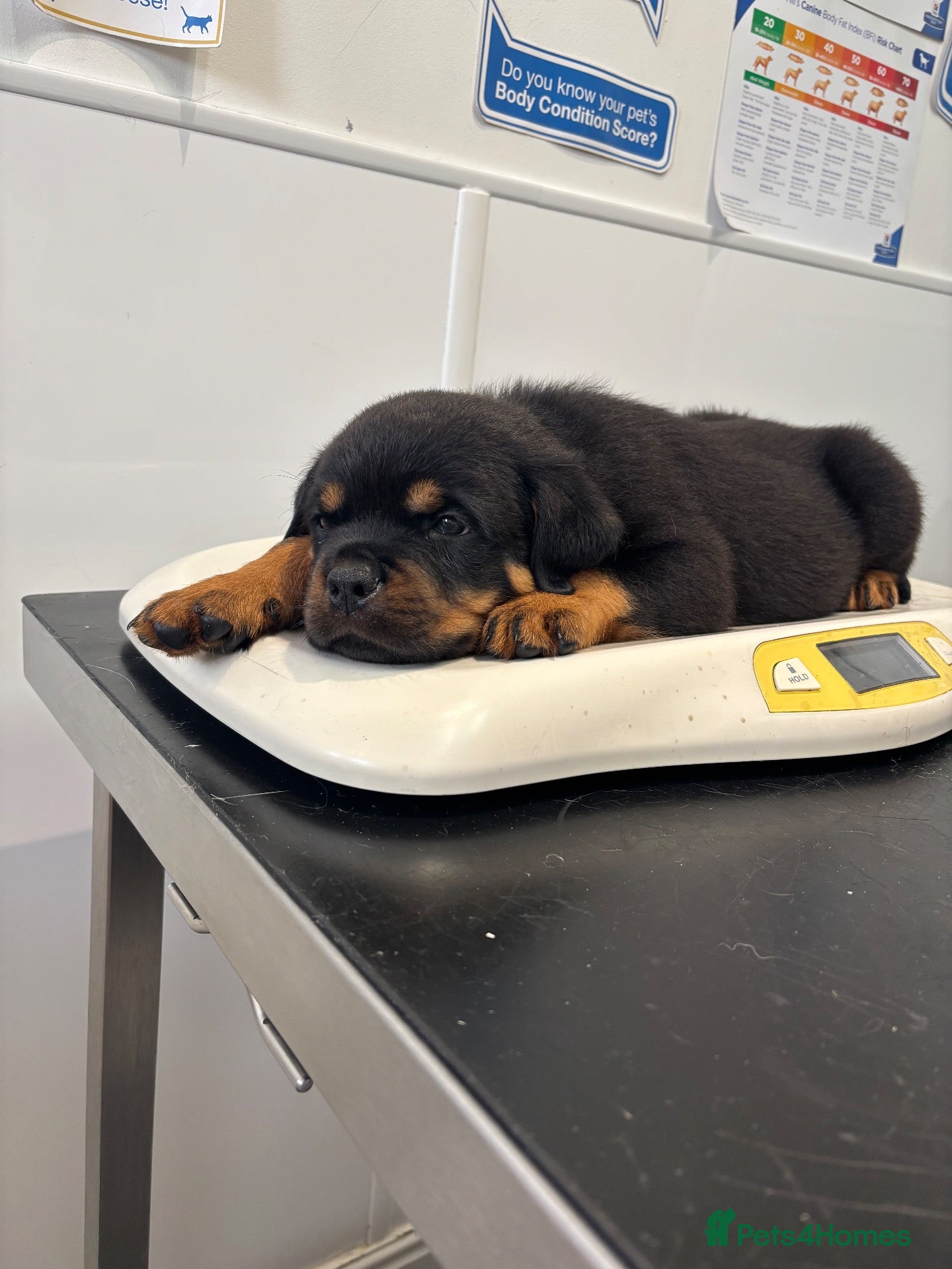 Rottweiler dogs ⭐️ Outstanding Rottweiler Puppies ⭐️ - Advert 4