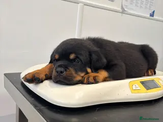 Rottweiler dogs ⭐️ Outstanding Rottweiler Puppies ⭐️ - Advert 4