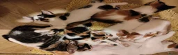 Mixed Breed cats for sale: Beautiful kittens looking for forever homes  - Advert 23