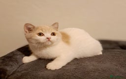 British Shorthair cats for sale: British Shorthair Fawn Tortie & White Female - Advert 9