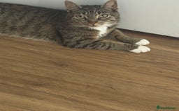 Domestic Shorthair cats for sale: Beautiful female tabby cat for sale  - Image 6