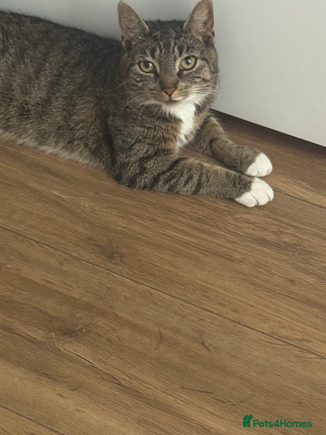 Domestic Shorthair cats for sale: Beautiful female tabby cat for sale  - Image 6