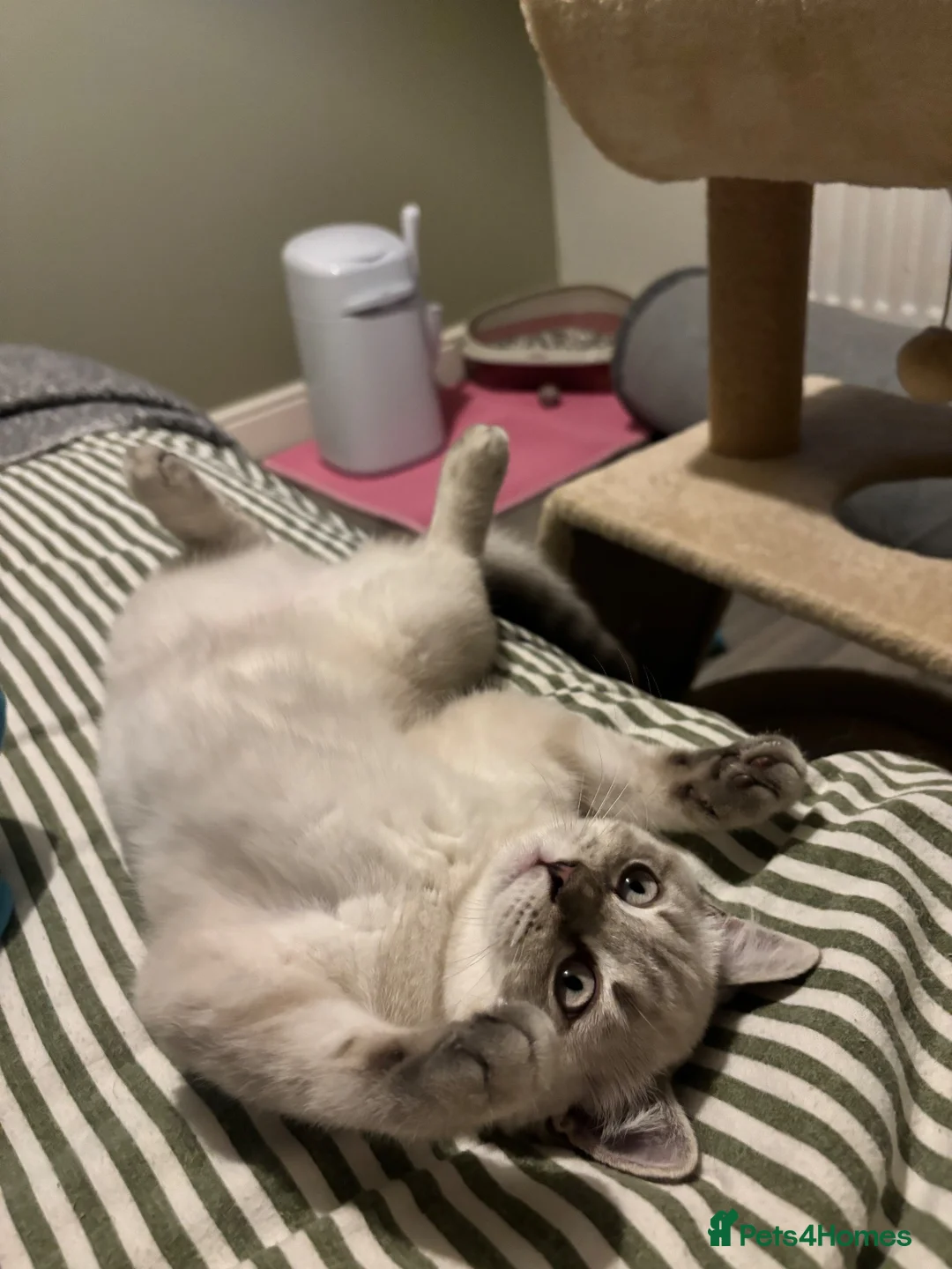 British Shorthair cats for sale: British short hair kitten  - Advert 9