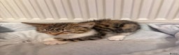 American Shorthair cats for sale: Two Tabby Kittens - Advert 9