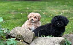 Shihpoo dogs for sale: Absolutely stunning Shihpoo pups ready now ❤️ - Image 4
