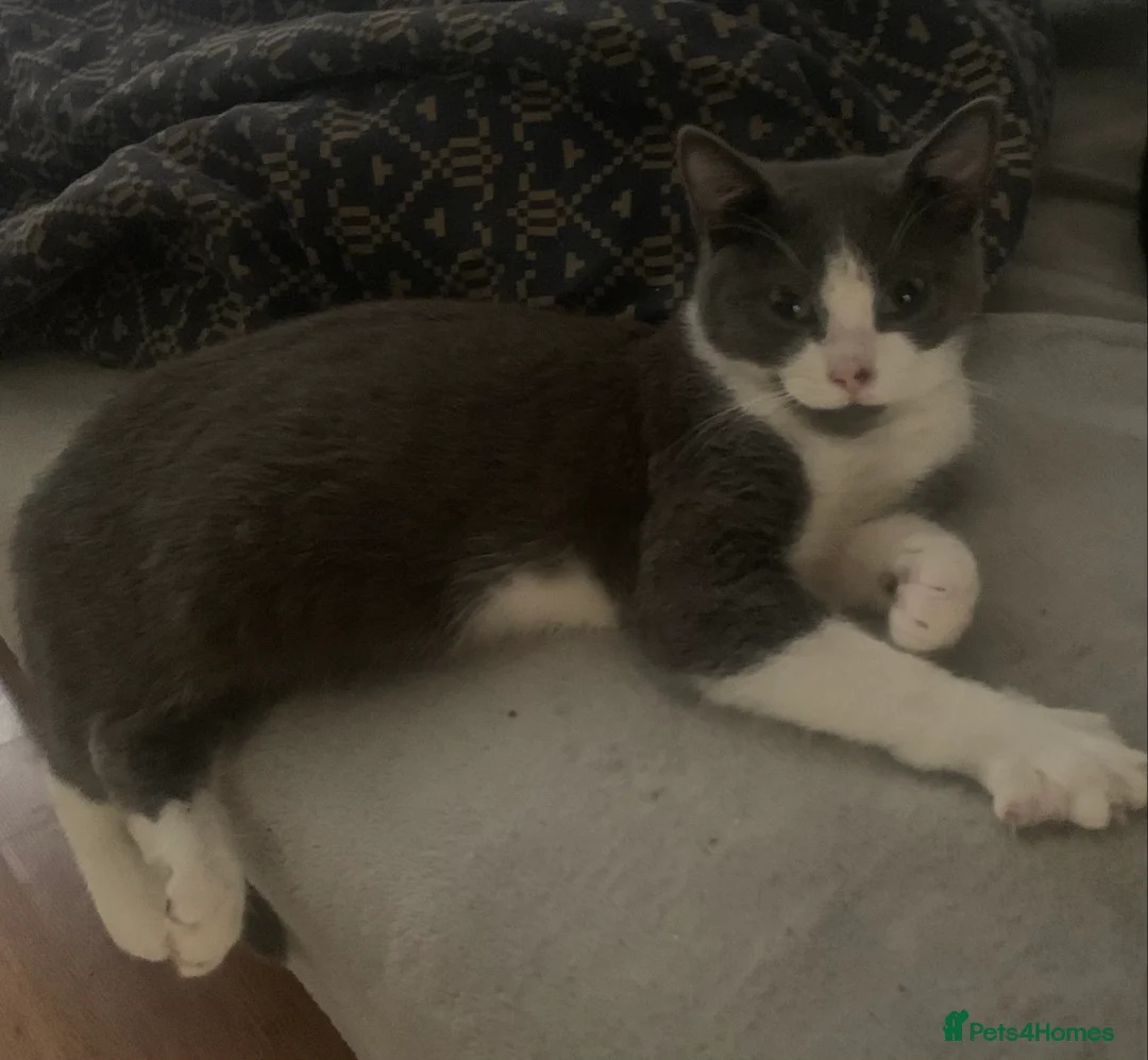 Mixed Breed cats for sale: Youngsters looking for home - Advert 27