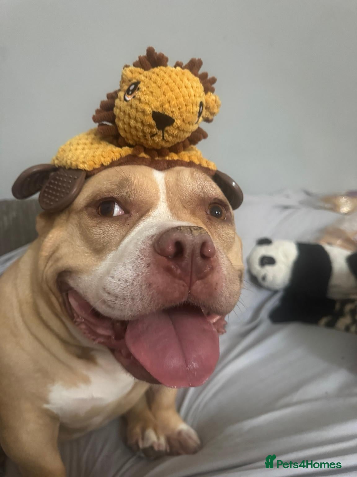 American Bully dogs Forever home wanted American Pocket Bully ❤️ - Advert 8