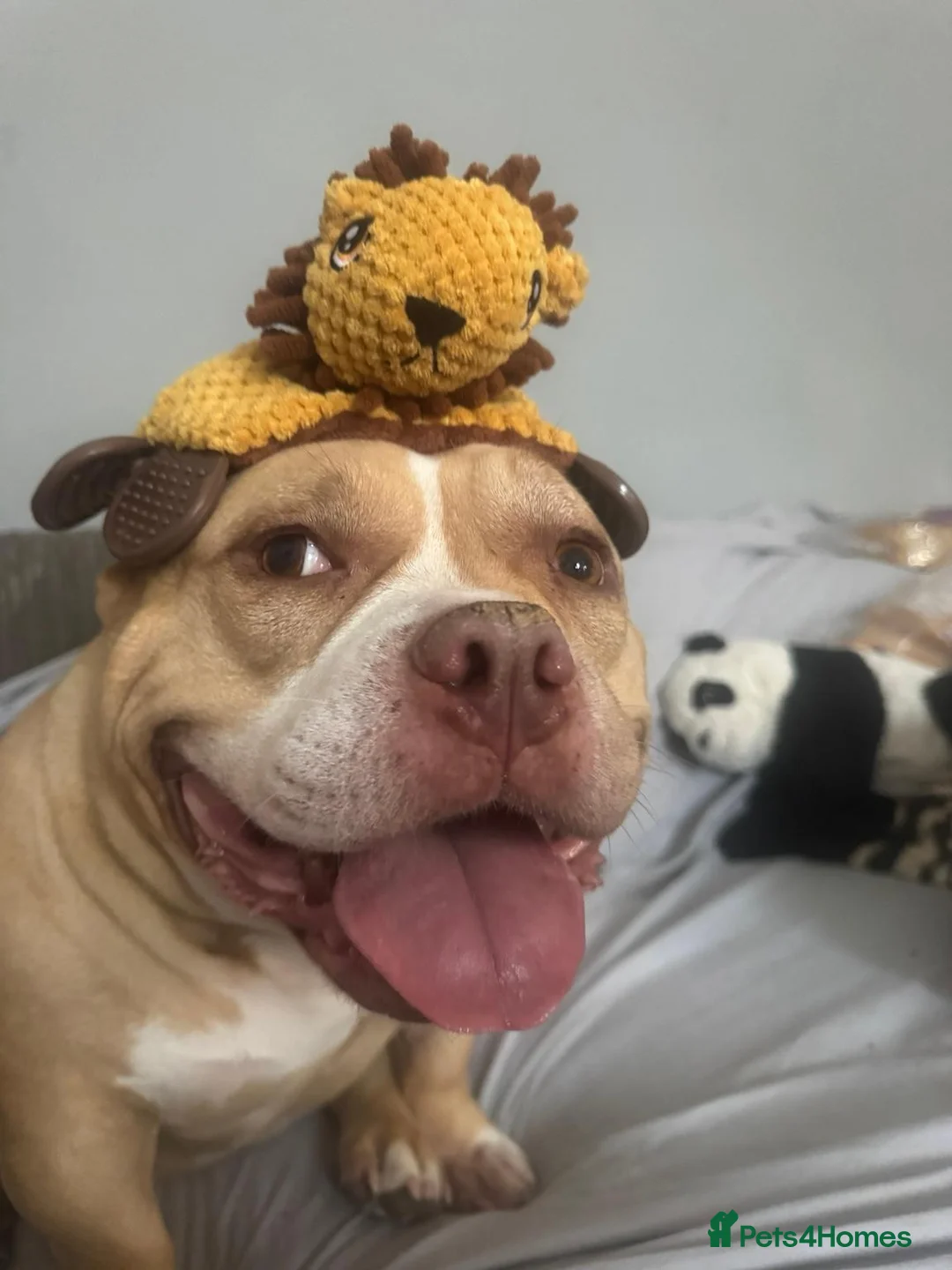 American Bully dogs for sale: Forever home wanted American Pocket Bully ❤️ in Manchester - Advert 1