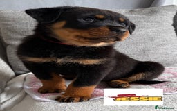 Rottweiler dogs for sale: Stunning chunky Rottweiler puppies - Image 7