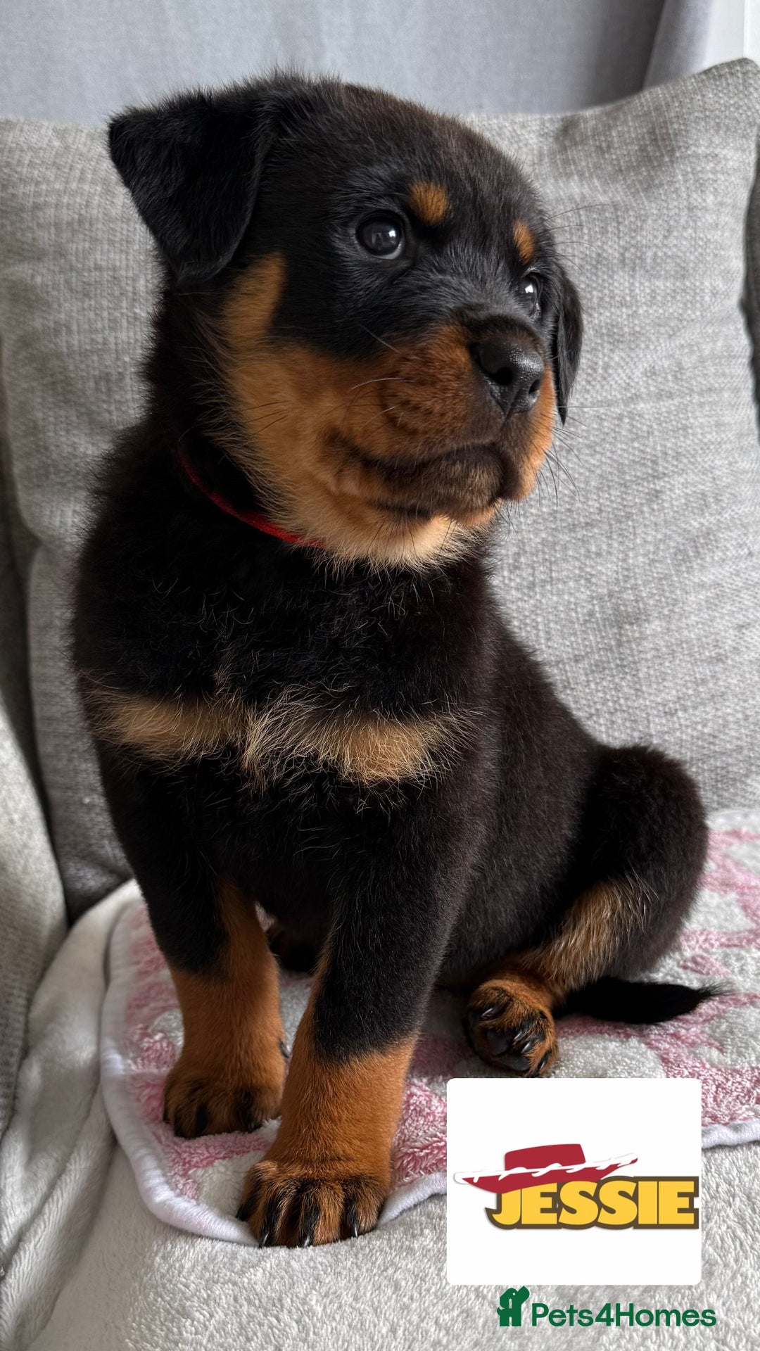 Rottweiler dogs for sale: Stunning chunky Rottweiler puppies - Image 7