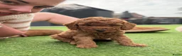 Cockapoo dogs for sale: F2 Cockerpoo’s - Advert 3