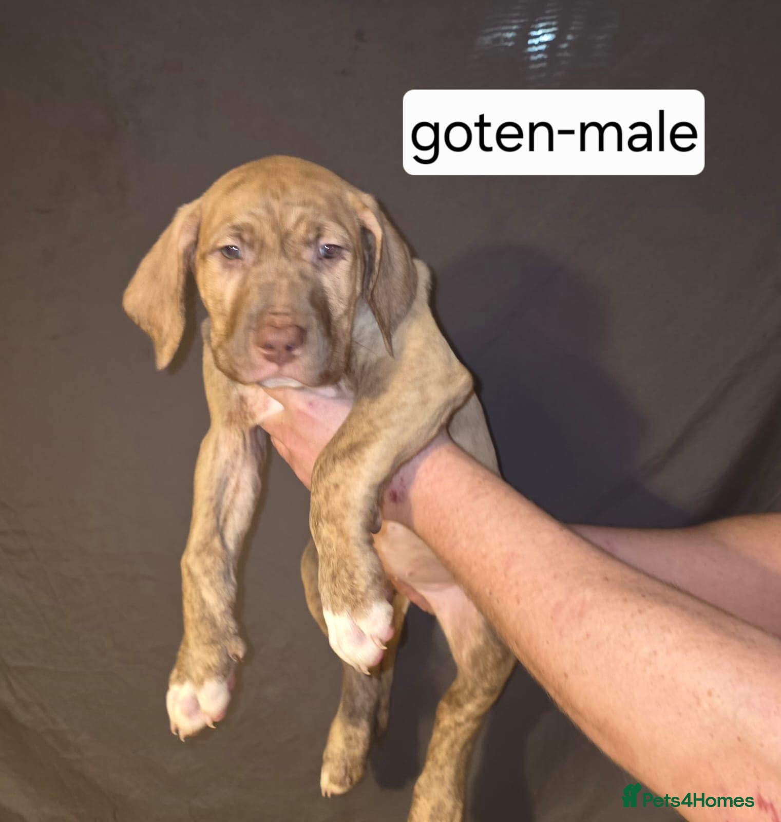 Presa Canario dogs 🏆 Champion Blood Presa Canario puppies READY🏆 - Advert 2