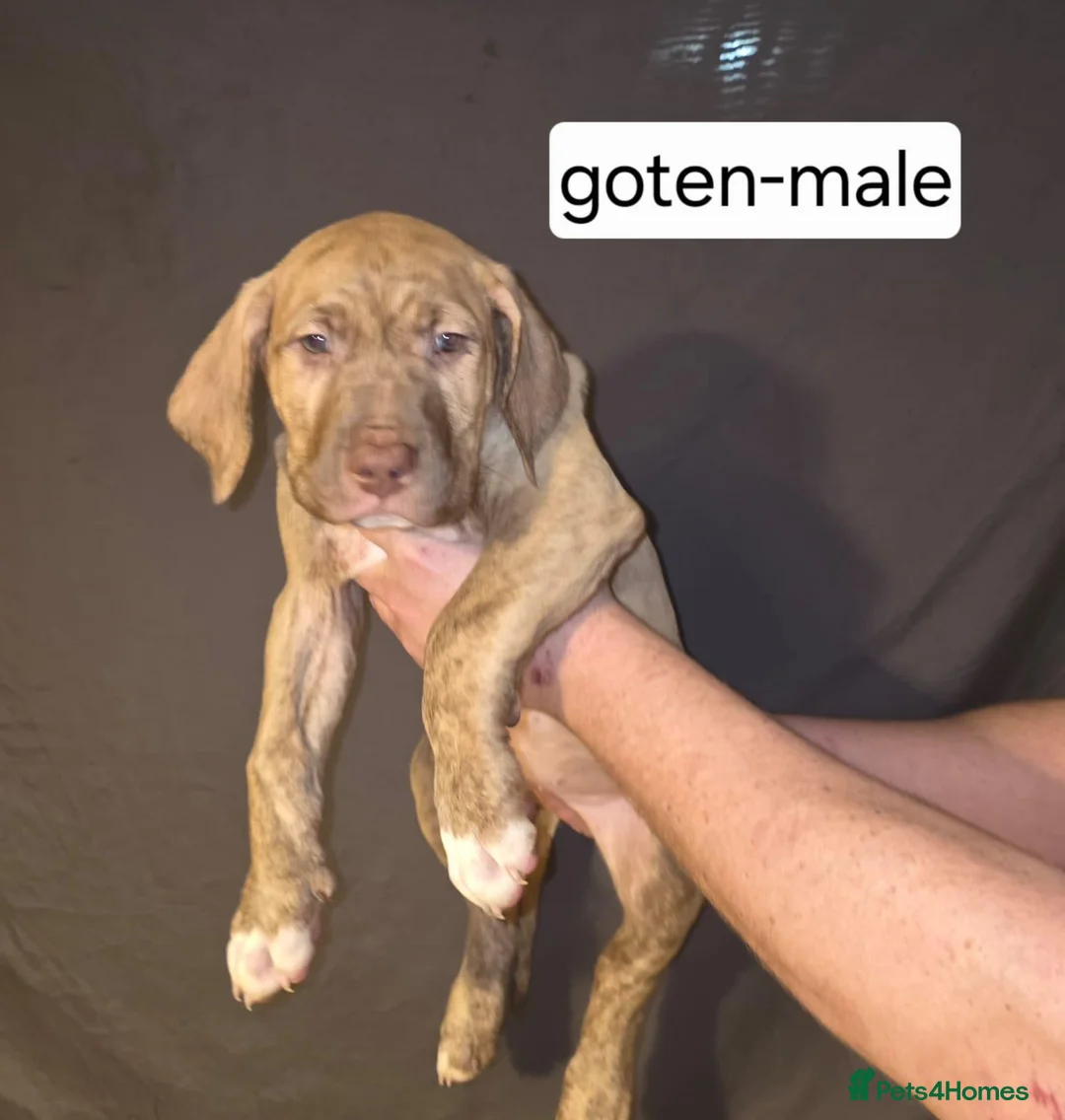 Presa Canario dogs for sale: REDUCED 🏆Champion Blood Presa Canario puppies 🏆  - Advert 1