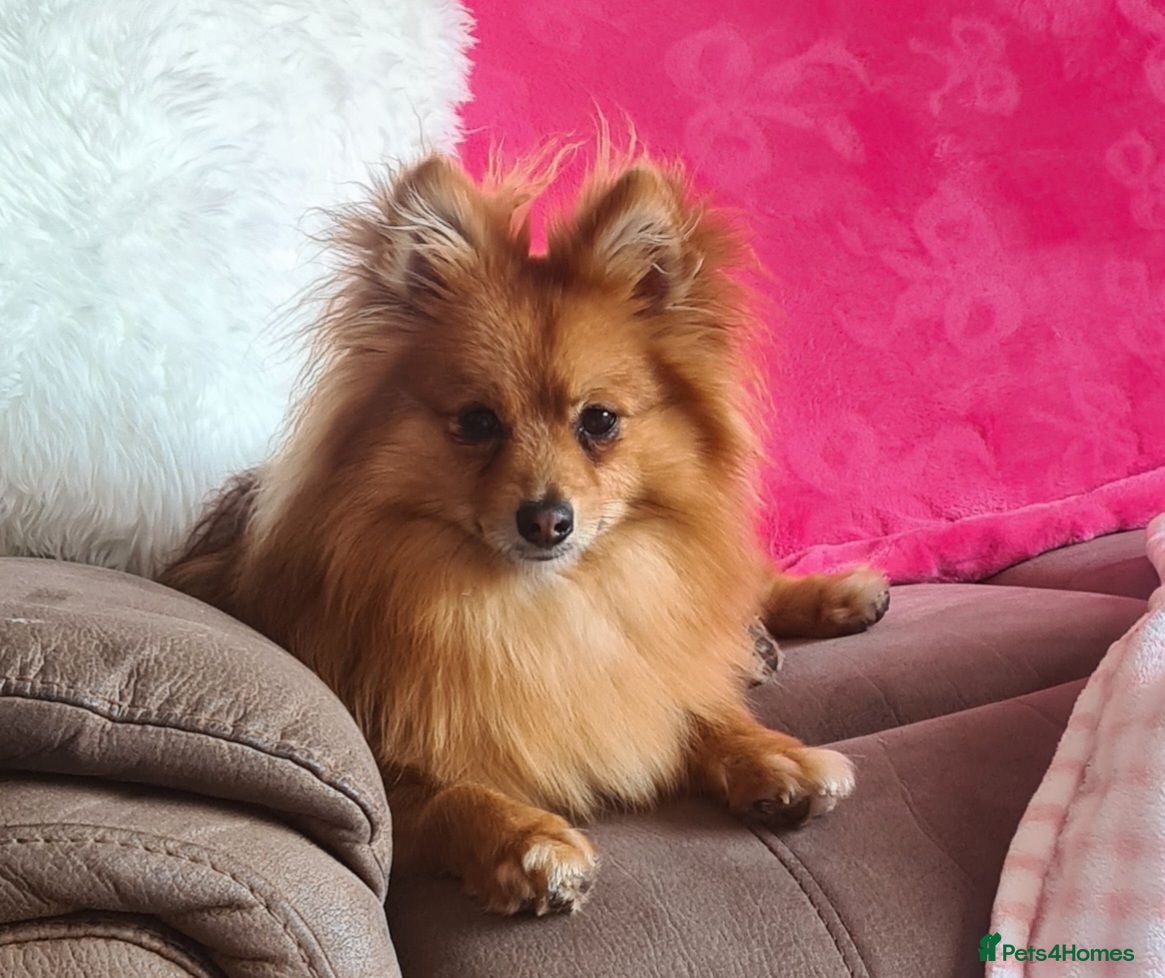 Pomeranian dogs Pomeranian 21 mths old male - Advert 14