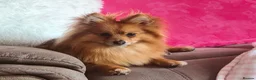 Pomeranian dogs for sale: Pomeranian 21 mths old male - Advert 1