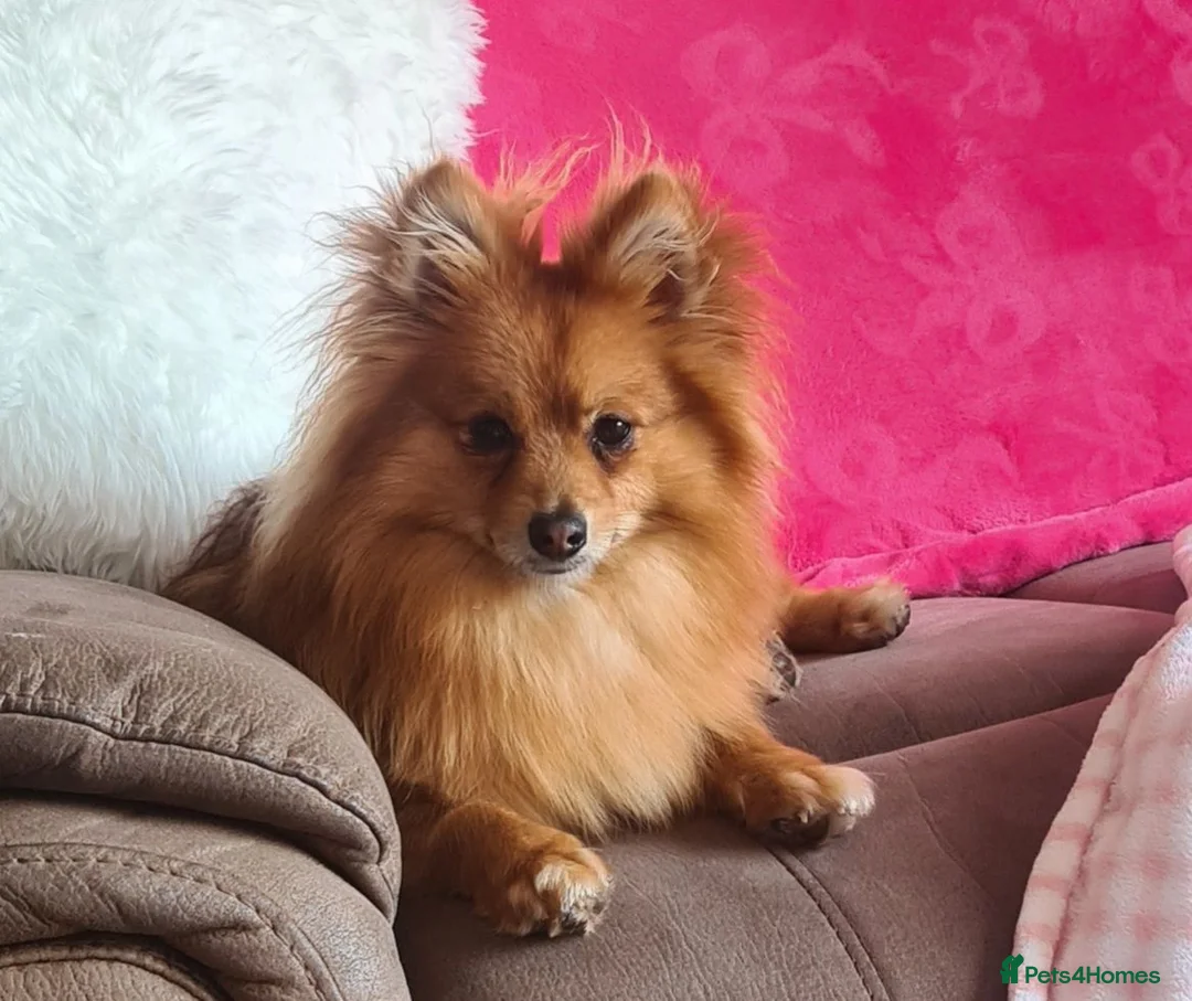 Pomeranian dogs for sale: Pomeranian 21 mths old male - Advert 1