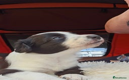 Sprollie dogs for sale: Puppies from Border Collie  - Image 18