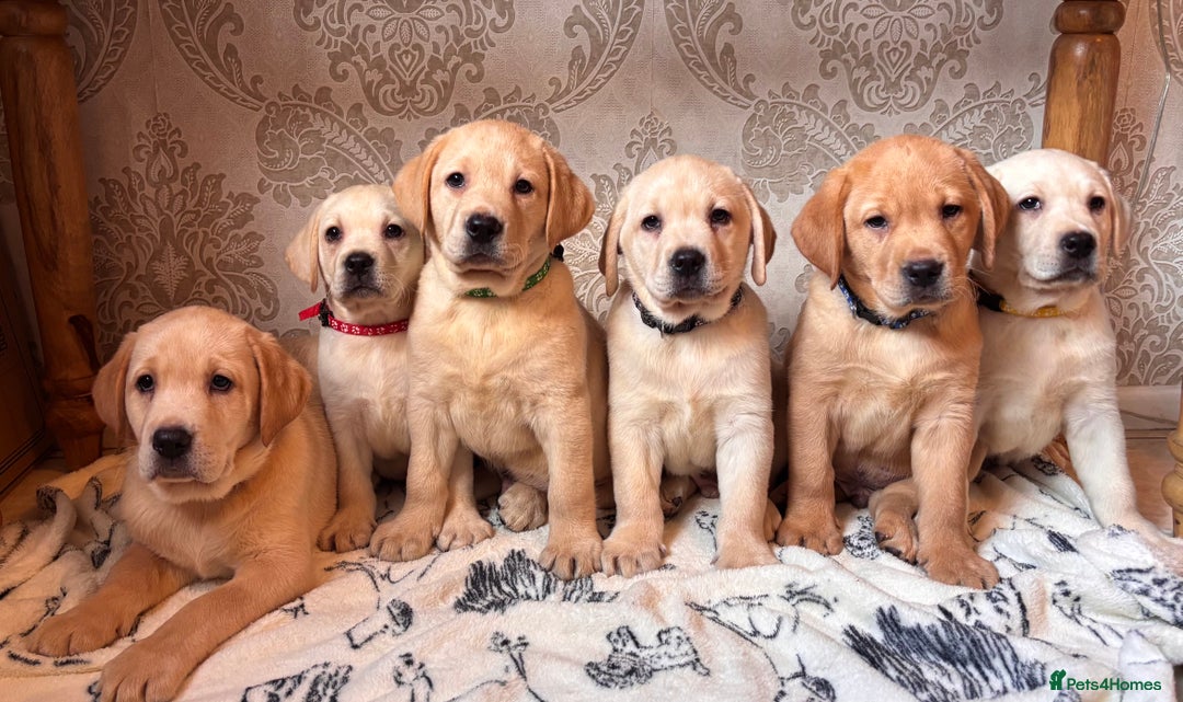 Labrador Retriever dogs for sale: Traditional english show type labrador puppies  - Image 7