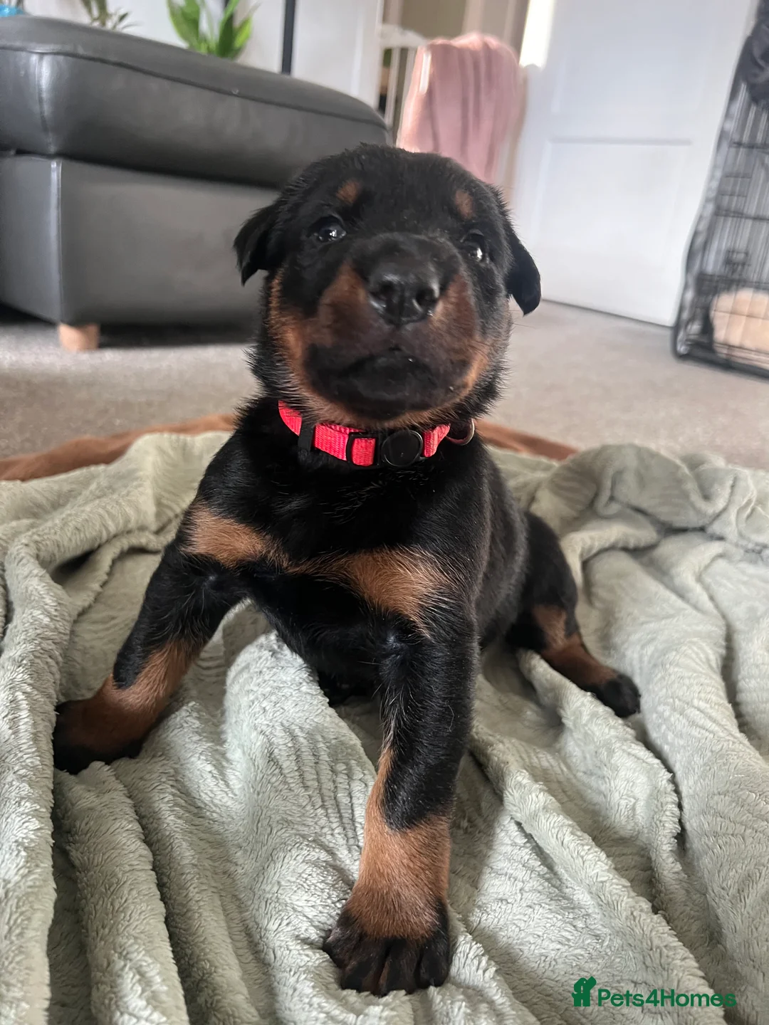 Mixed Breed dogs for sale: Adorable Doberman & Beauceron puppies for sale - Advert 39