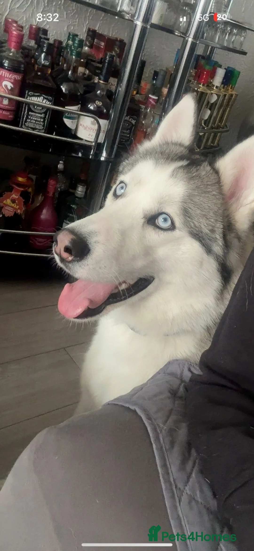 Siberian Husky dogs for sale: Gorgeous white Siberian Husky  - Advert 2