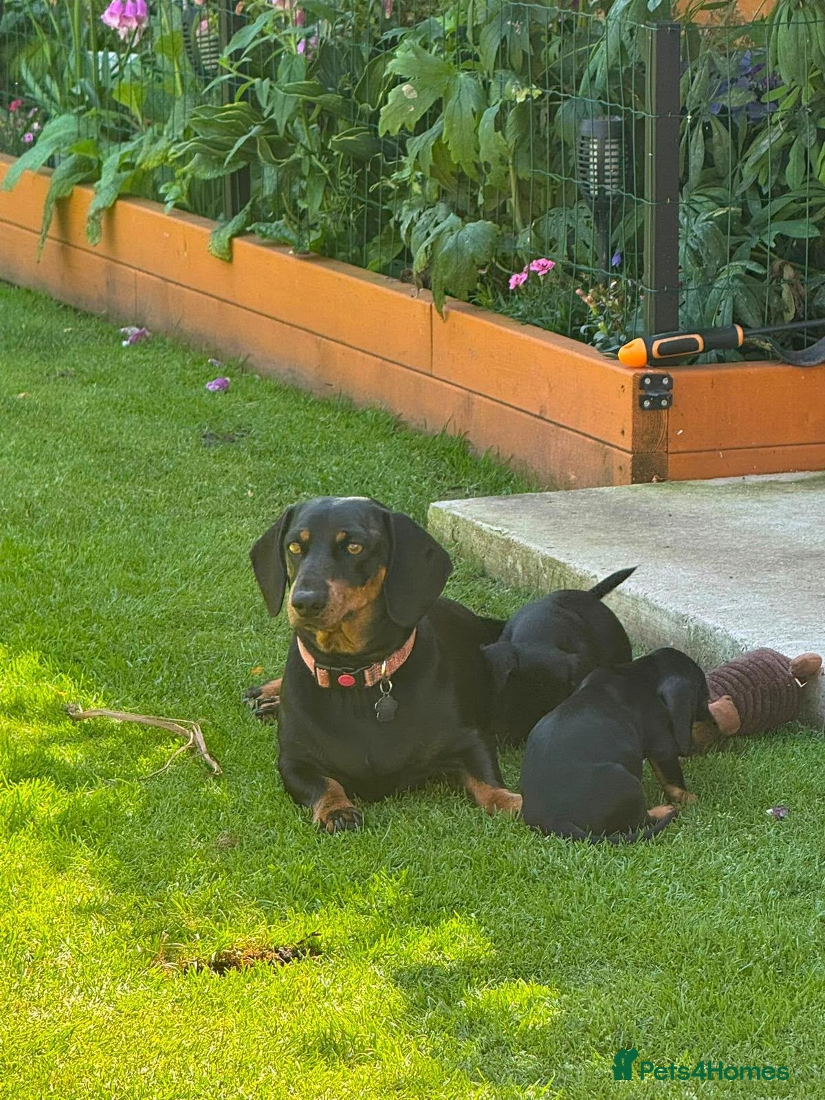 Dachshund dogs Standard Dachshund Puppies - Advert 1