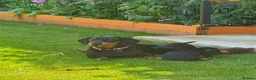 Dachshund dogs for sale: Standard Dachshund Puppies - Advert 3