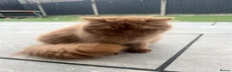 British Longhair cats for sale: Cinnamon British long hair girl 🧡🩷 - Advert 13
