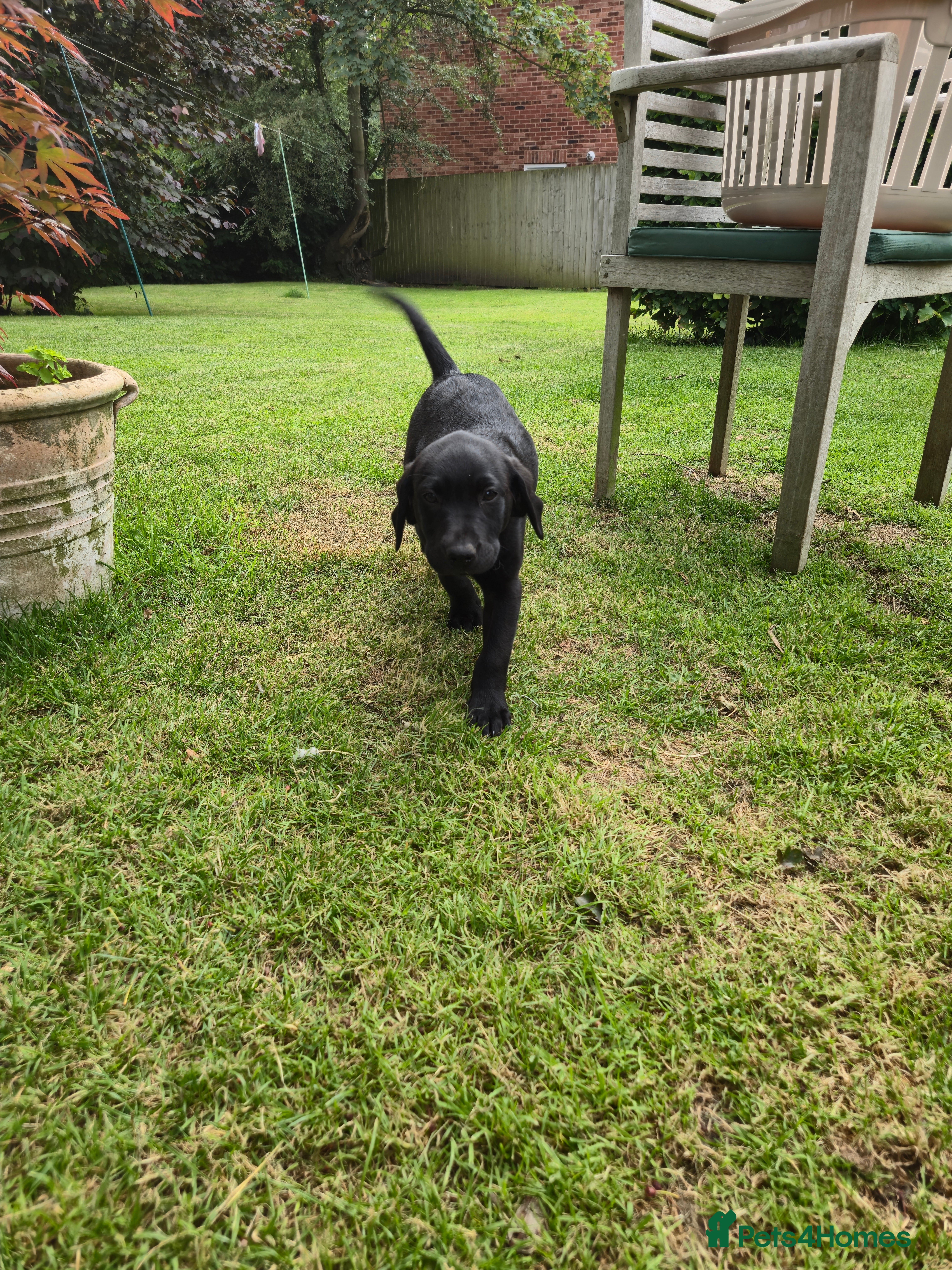Labrador Retriever dogs KC FTCh Black Lab Boys - Elite Quality, Ready Now - Advert 2