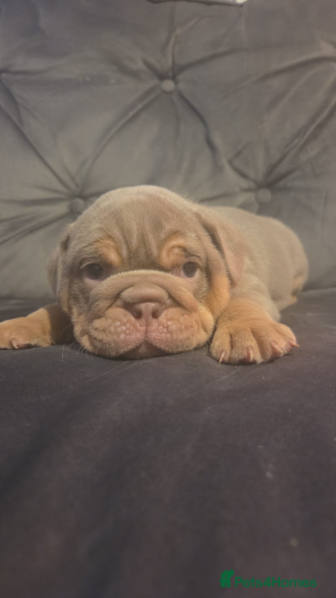 English Bulldog dogs for sale: 4 KC registered English bulldogs  - Advert 6