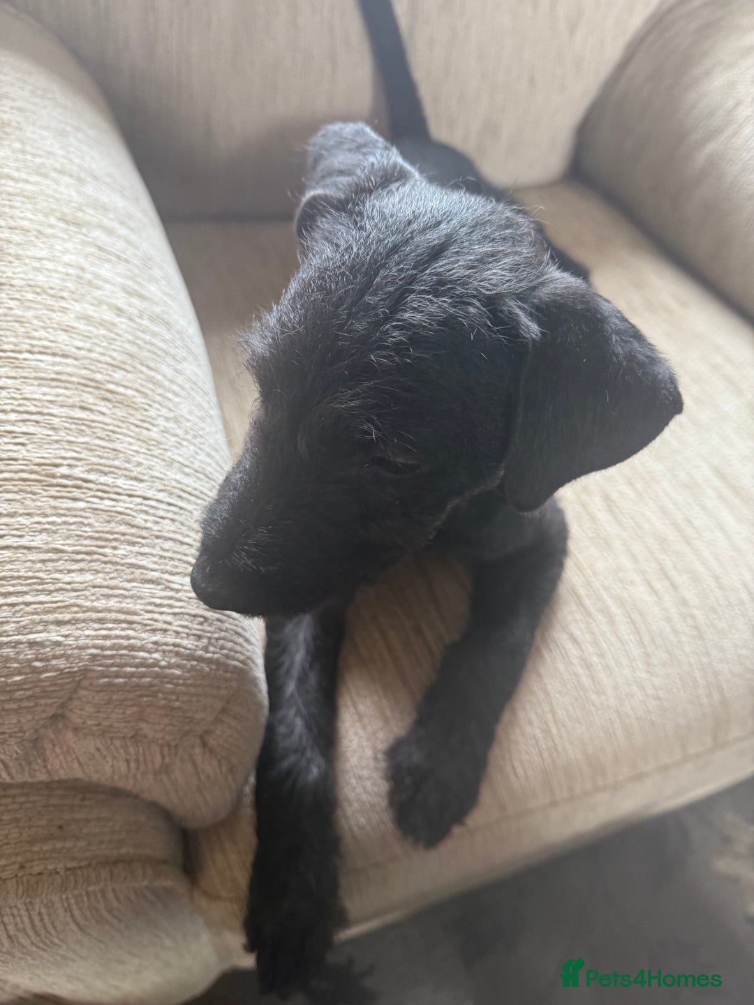 Patterdale Terrier dogs for sale: Lovely male Patterdale Terrier pup - Image 3