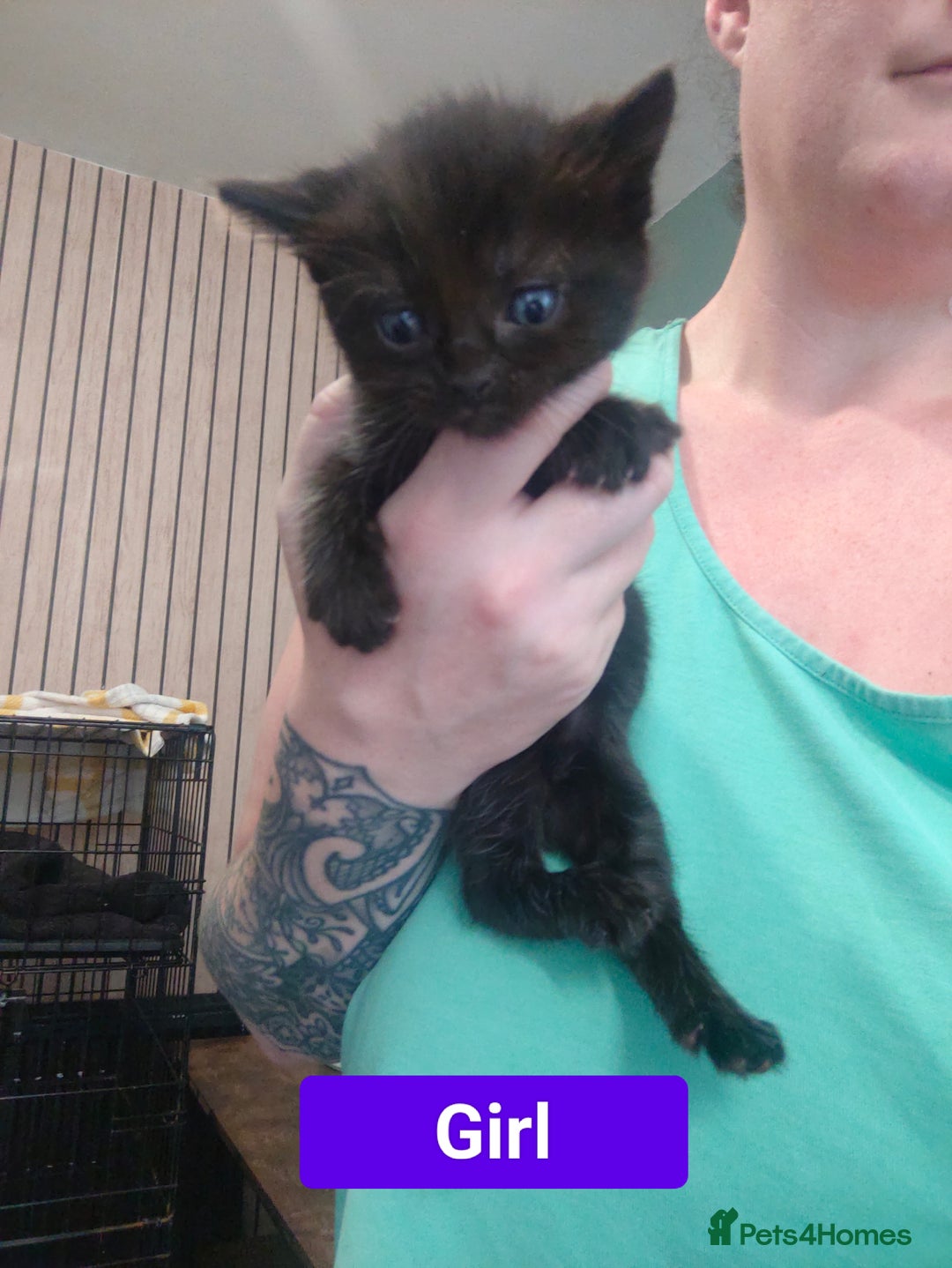 Ragdoll cats for sale: Ragdoll cross kittens  - Image 11