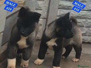 Akita dogs AMERICAN AKITA BLACK MASK BEARS - Advert 3