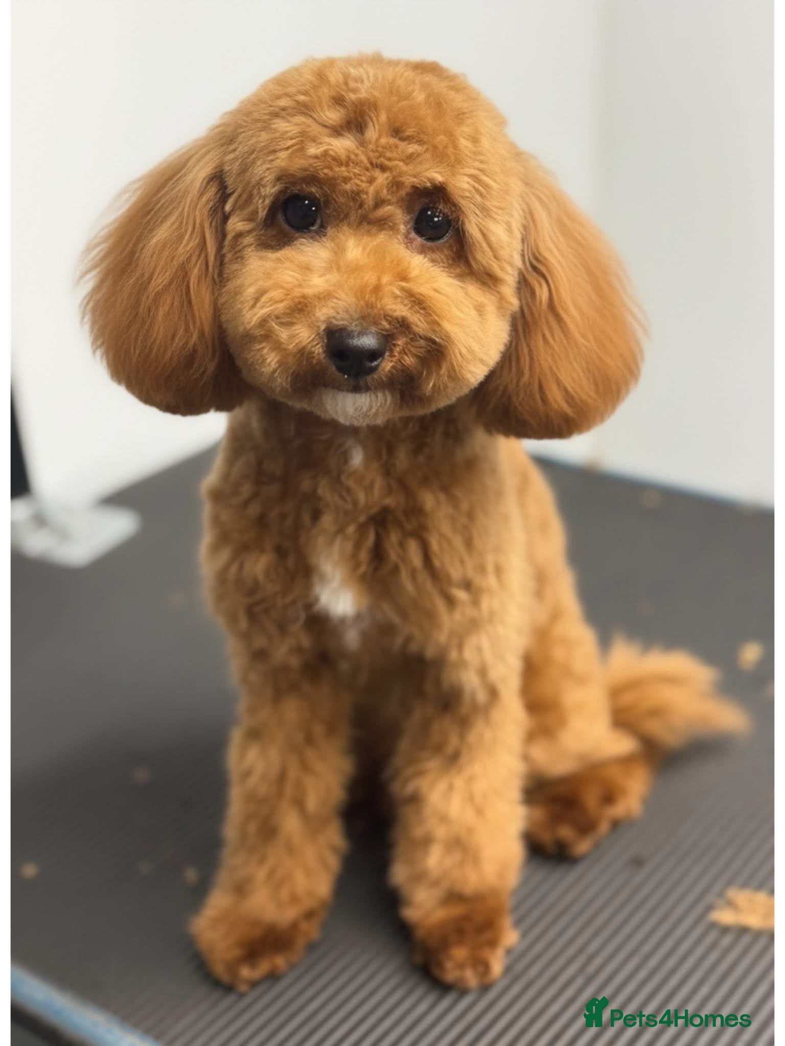 Cavapoo dogs Extensively DNA health tested and trained girl   - Advert 8