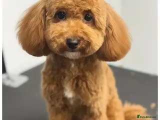 Cavapoo dogs Extensively DNA health tested and trained girl - Advert 8