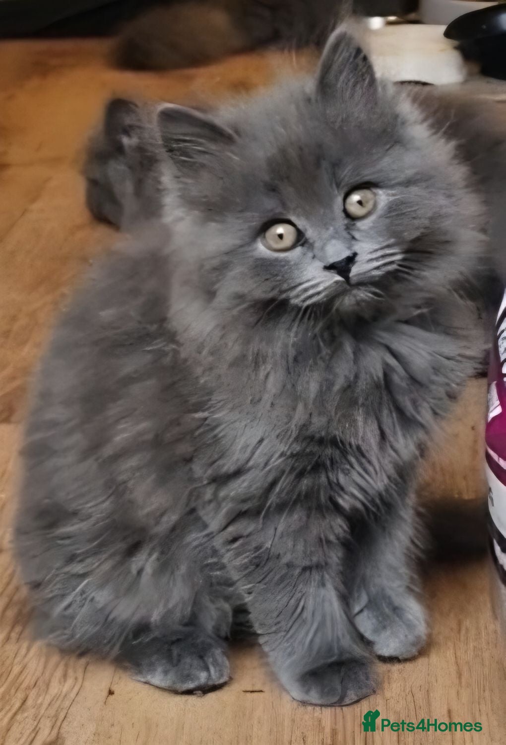 British Longhair cats Gorgeous British Blue longhair kittens - Advert 1