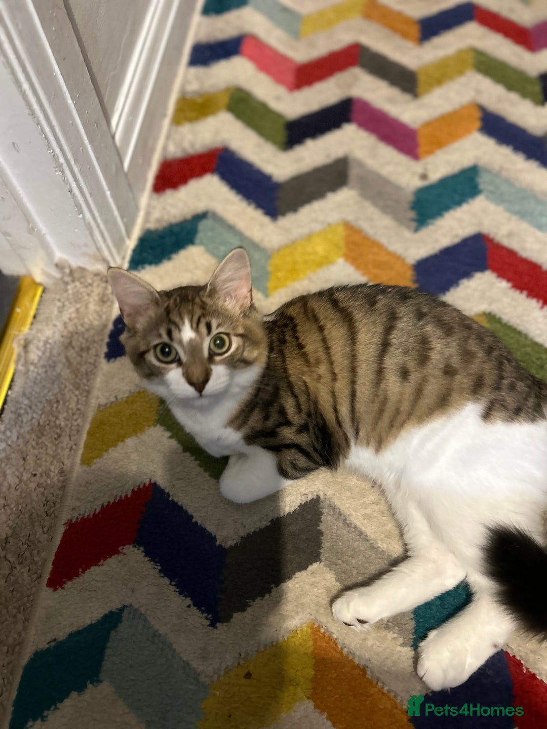 Mixed Breed cats for sale: Mixed Main coon and Tabby - Advert 2