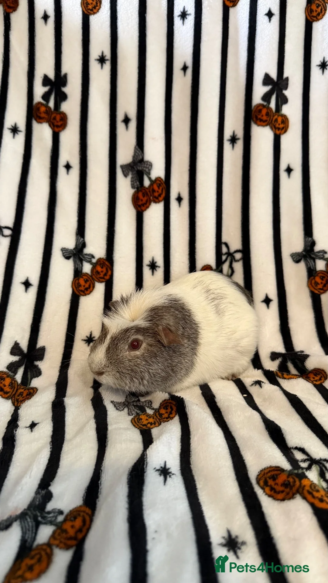 Guinea Pig rodents for sale: 2 bonded brother guinea pigs  in Worcester - Advert 2