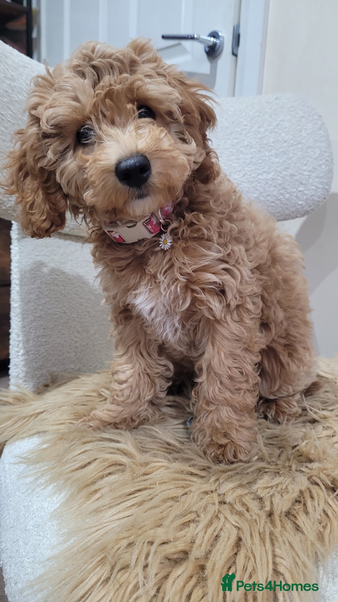 Cockapoo dogs for sale: Beautiful cockapoo girl pup - Advert 11